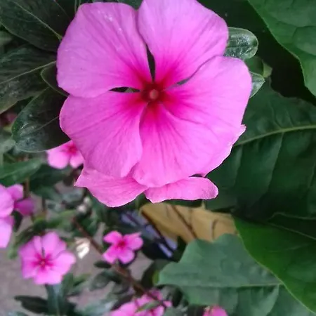 Apartament Katy's House Center